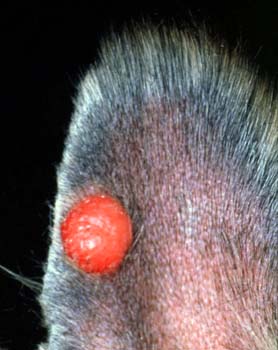 Histiocytomas of the pinna (left) and foot (right) appear as red, raised, sparsely haired masses (Courtesy of Noah's Arkive, University of Georgia).