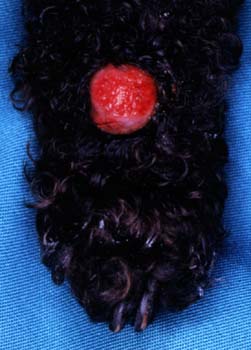 Histiocytomas of the pinna (left) and foot (right) appear as red, raised, sparsely haired masses (Courtesy of Noah's Arkive, University of Georgia).