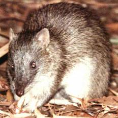 the bandicoot of Eastern Australia, source: NF