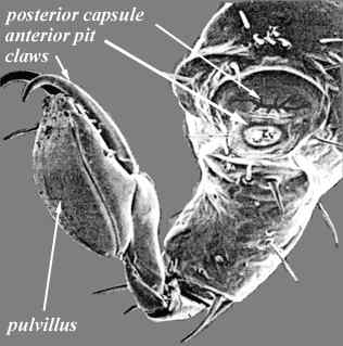 EM view of tarsus and pretarsus of Dermacentor variablilis showing Haller's sensory organ; source: Sonenshine, 1991