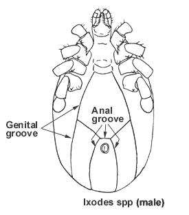 source: Cooley RA (1938, 1946) and Cooley and Kohls (1944a, 1944b, 1945) and 