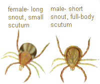 images from AG dex 662, The Board of Tick Control NSW Agriculture 1993