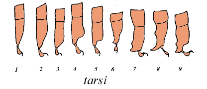 the tarsus; source: Nuttall and Warburton, 1908