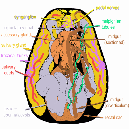 tick viscera